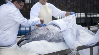 Festival del Patudo Canario