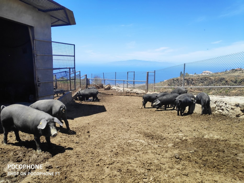 Cochino Negro Canario