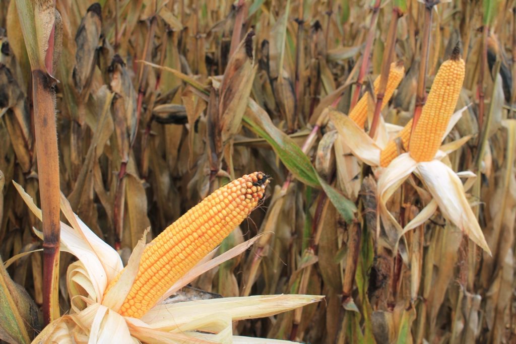 alimentación animal