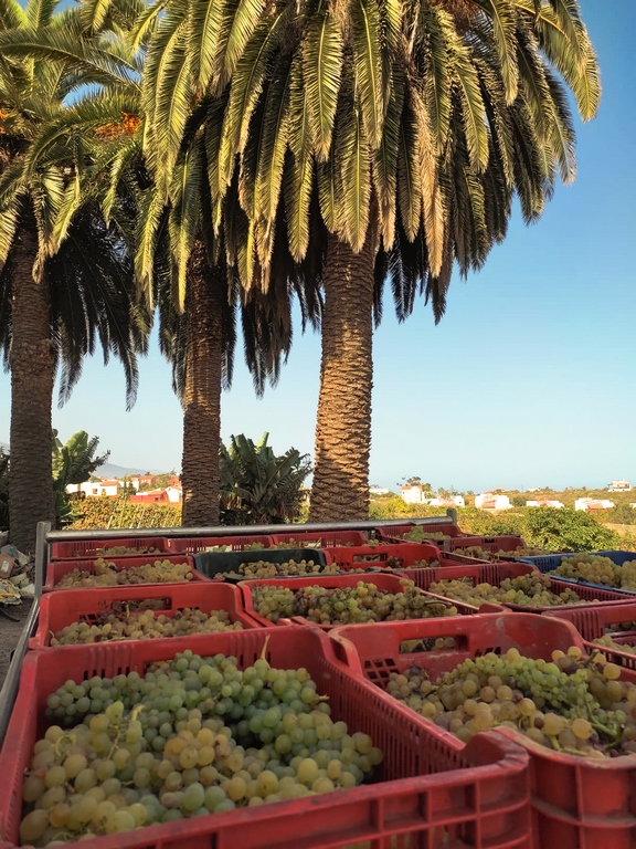 Tacoronte-Acentejo