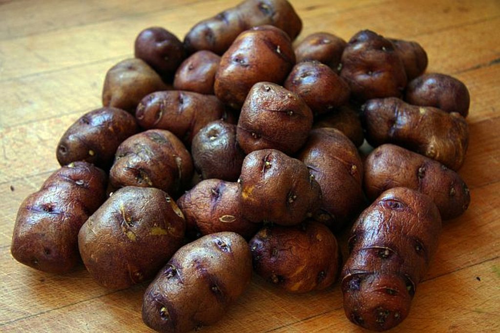 Papa Negra 'Yema de Huevo'