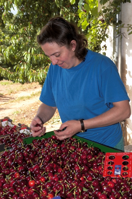 Cereza del jerte