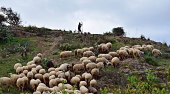 Sabores Ancestrales: Un recorrido apasionante por la riqueza quesera de Gran Canaria