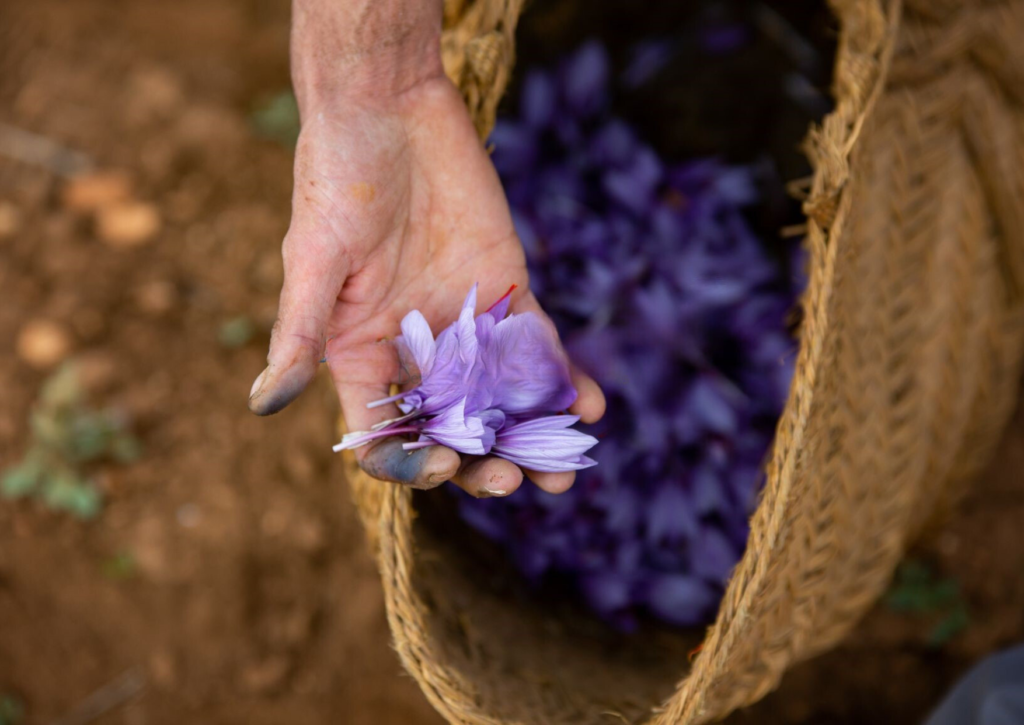 La revolución del Azafrán