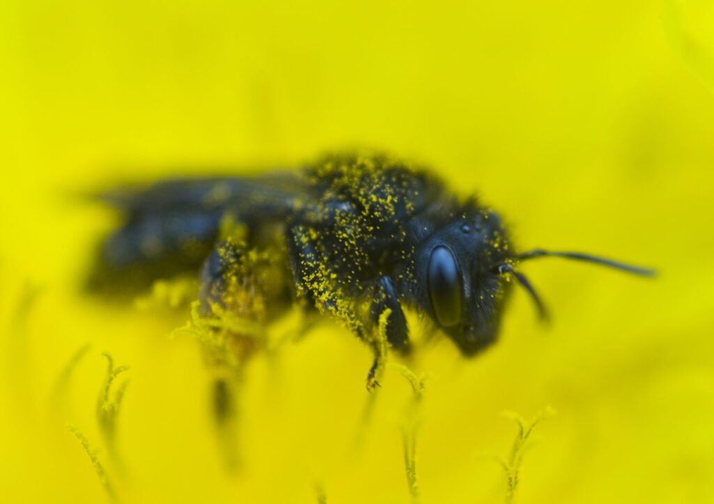 abeja negra canaria